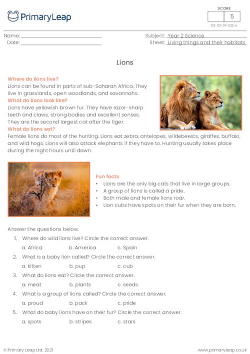 Lions comprehension