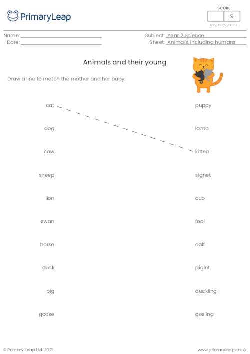Animals and their young