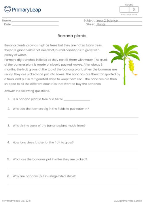 Banana plants comprehension