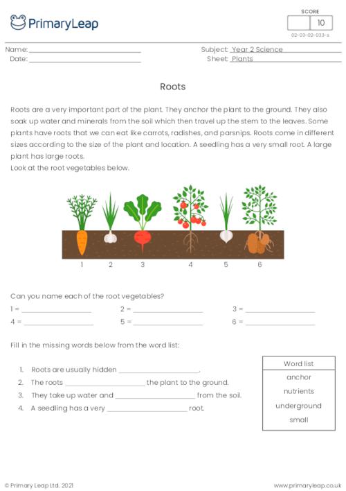 Plant parts: Roots