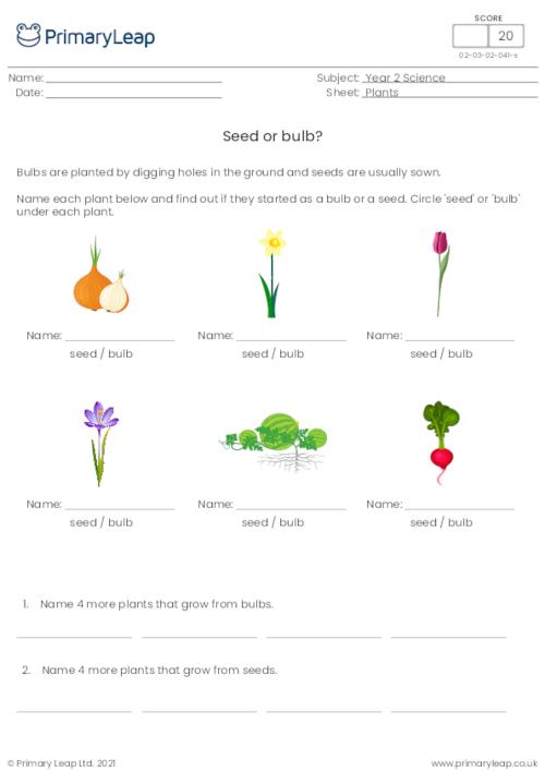 Seed or bulb?