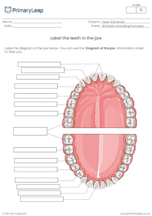 Year 4 Science Label The Teeth In The Jaw