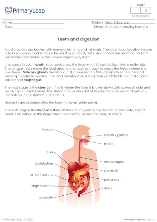 Teeth and digestion questions