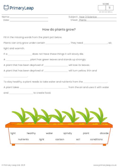 How do plants grow?