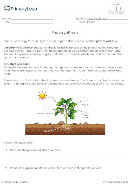 critical thinking questions photosynthesis