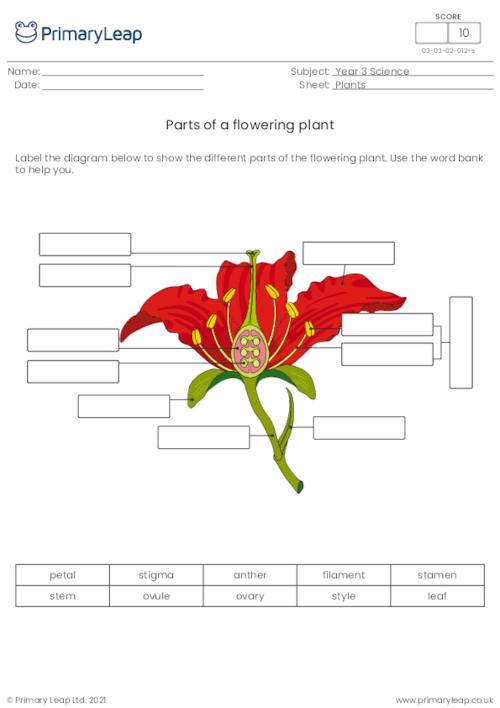 Parts of a flowering plant