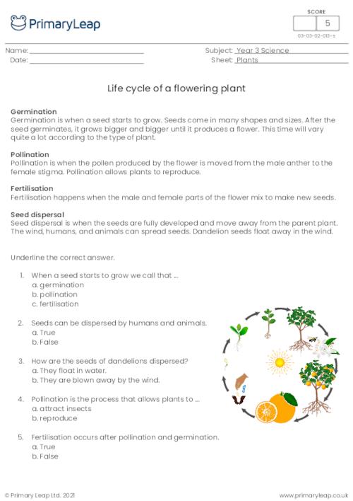 Life cycle of a flowering plant