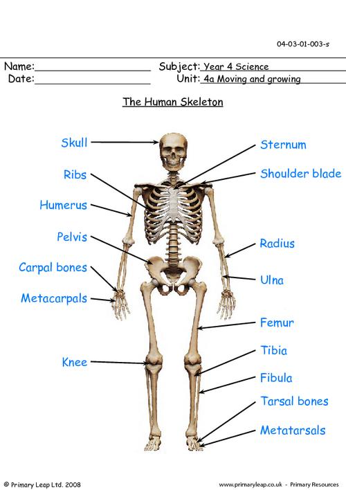Science The Human Skeleton Worksheet Primaryleap Co Uk