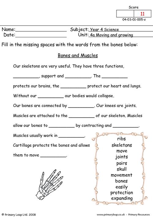 Science Our Skeleton Quiz Worksheet PrimaryLeap co uk