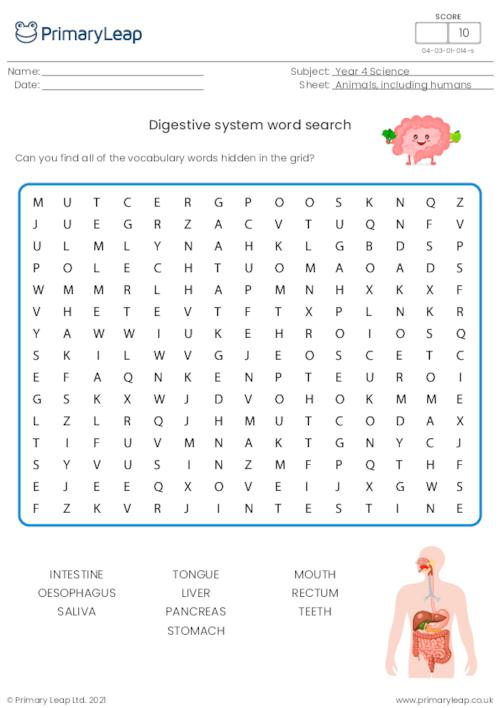 The human digestive system word search