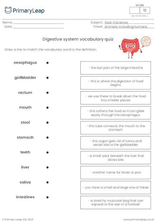 Digestive system vocabulary quiz