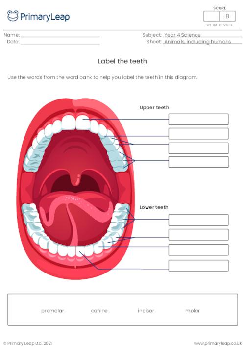 Label the teeth