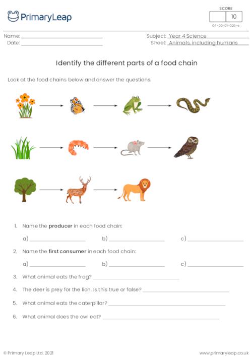 Science: Parts of the food chain | Worksheet 