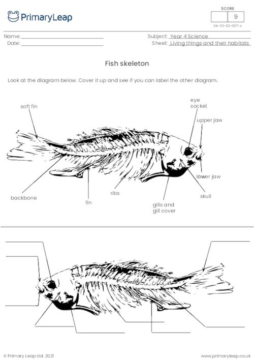 Fish skeletons