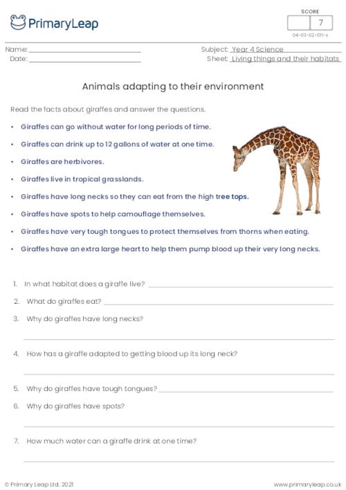 Animals adapting to their environment  - Giraffes