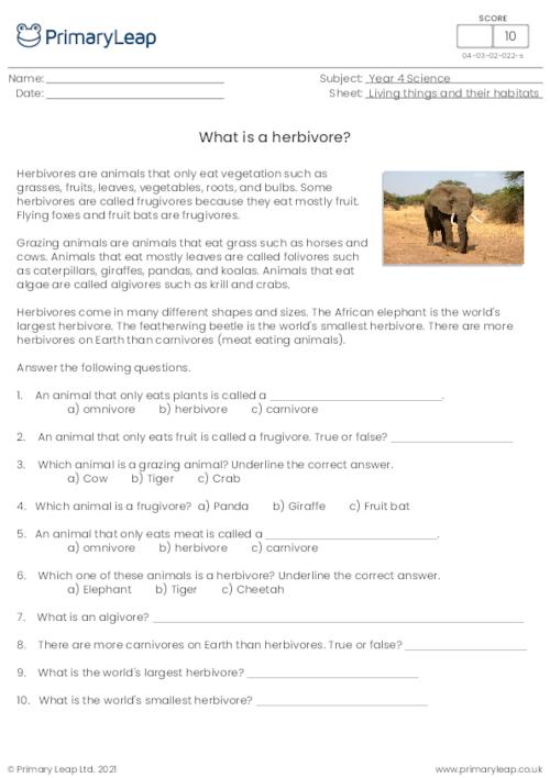 What is a herbivore?
