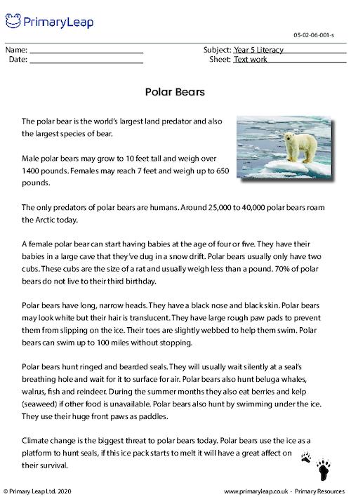 Polar Bears - Text work