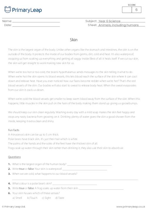 Reading comprehension - The Skin