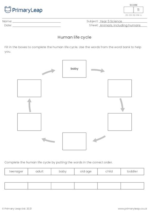 Complete the human life cycle