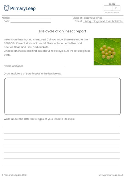 Life cycle of an insect report