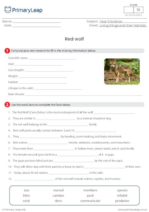 Red wolf research activity