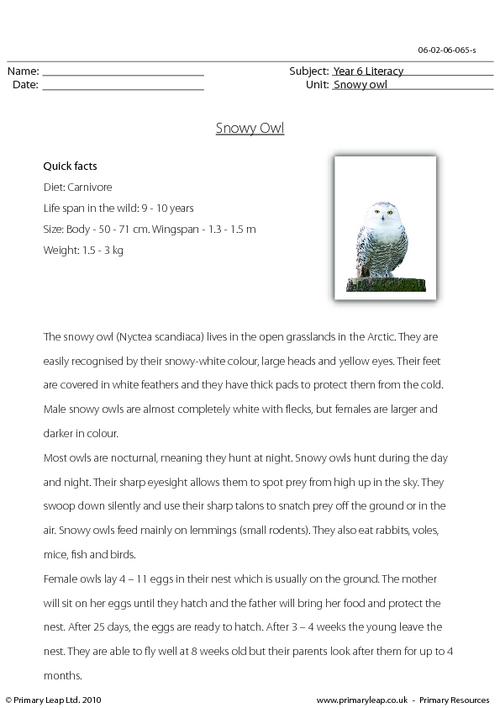 Reading comprehension - Snowy owl