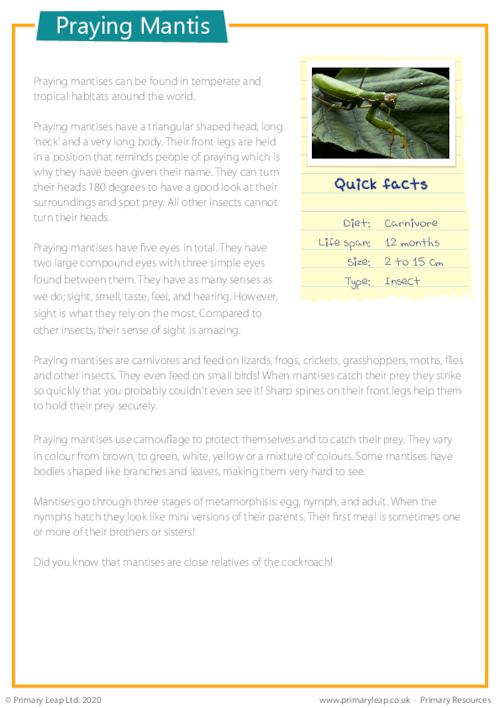 Reading Comprehension - Praying Mantis