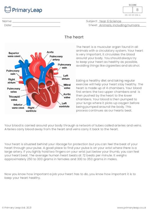 Science: Circulatory System Quiz | Worksheet | PrimaryLeap.co.uk
