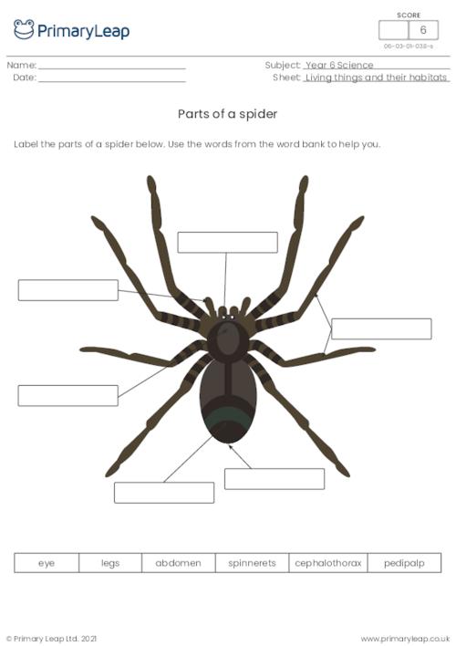 Label the parts of a spider
