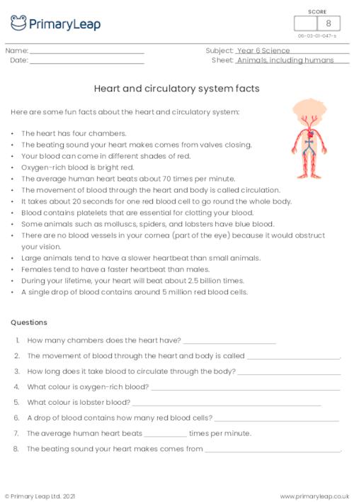 Heart and circulatory system facts