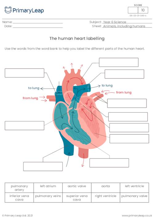 Label the human heart