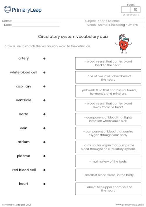 Circulatory system vocabulary quiz