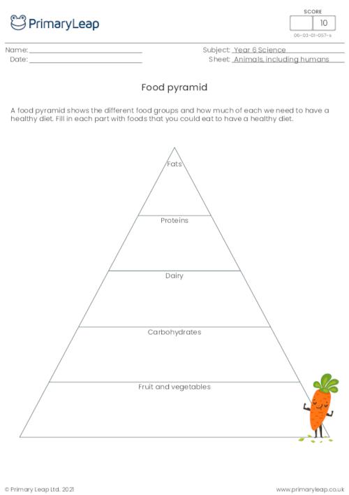 Food pyramid