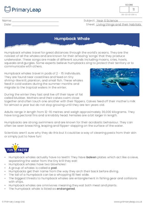 Humpback whale reading comprehension