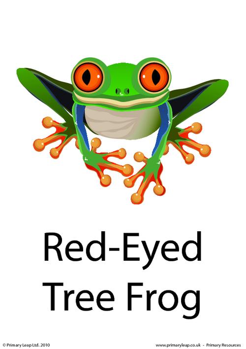Red-eyed tree frog flashcard