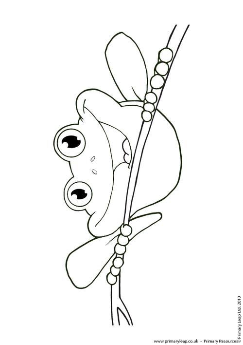 Red-eyed tree frog colouring page