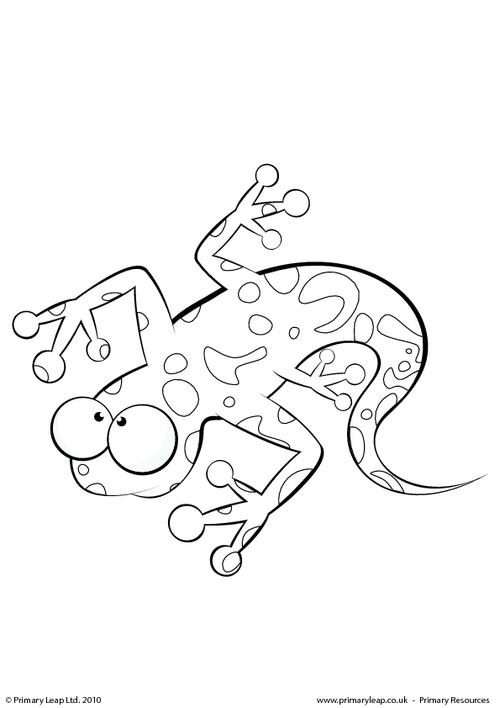 Spotted salamander colouring page
