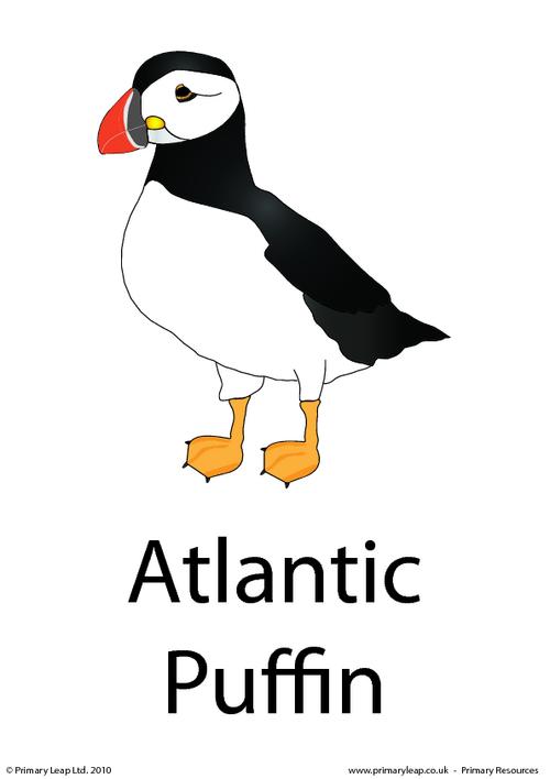 Atlantic puffin flashcard