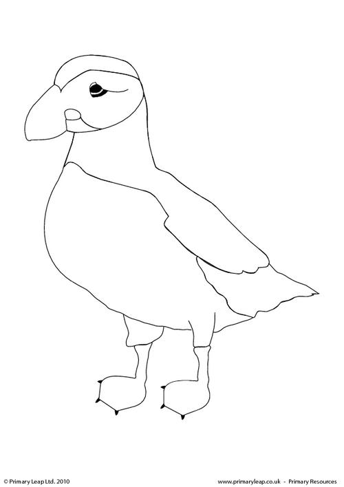Atlantic puffin colouring page