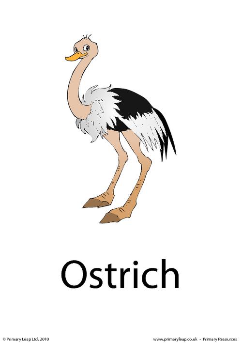 Ostrich flashcard