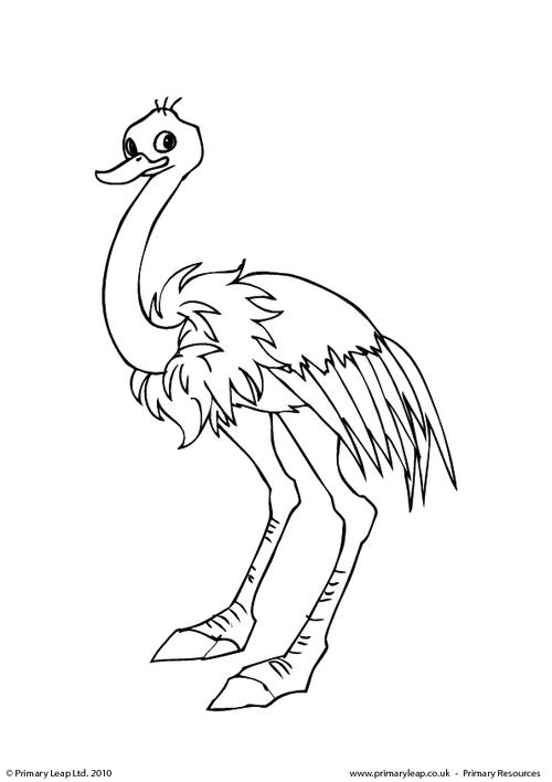 Ostrich colouring page