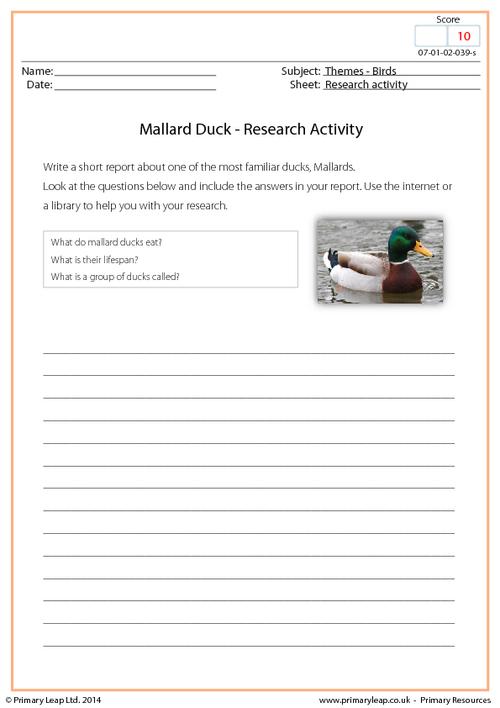 Research Activity - Mallard Duck