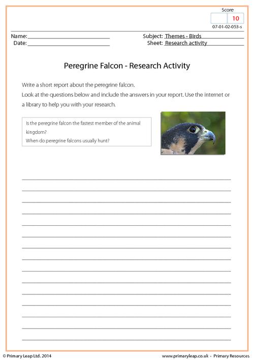 Research Activity - Peregrine Falcon