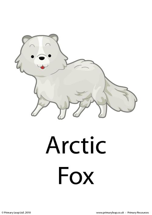 Arctic fox flashcard