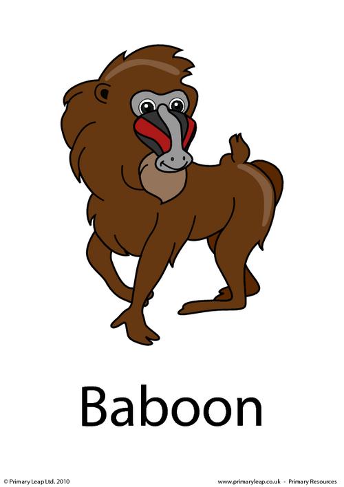 Baboon flashcard