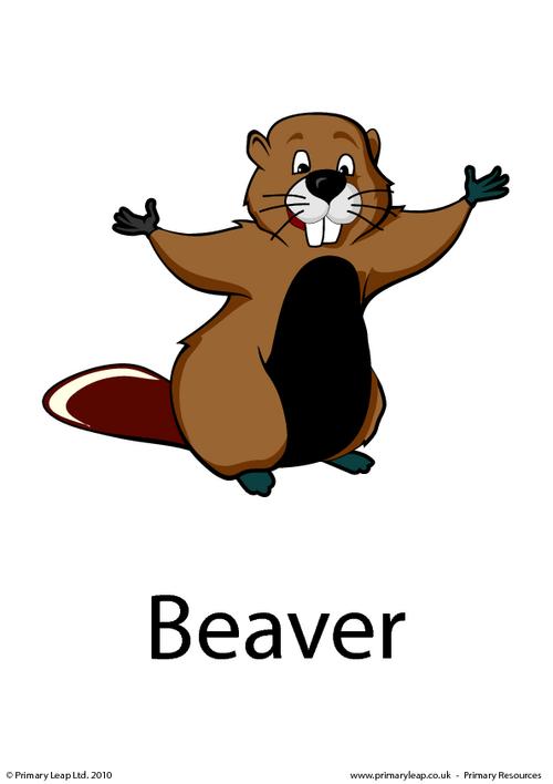 Beaver flashcard 1
