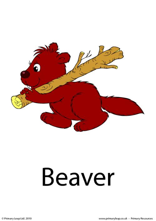 Beaver flashcard 2