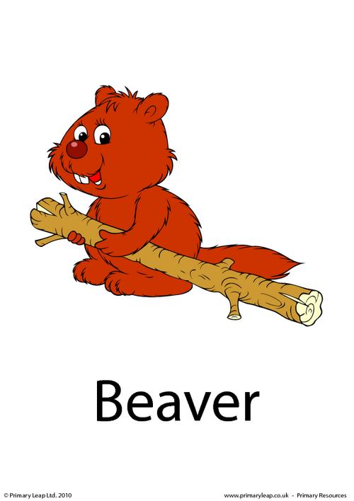 Beaver flashcard 3