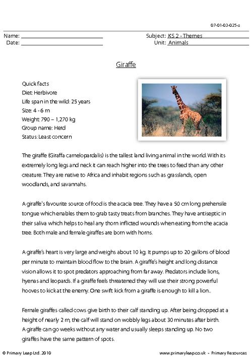 Giraffe comprehension