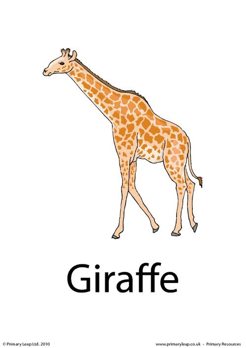 Giraffe flashcard 1